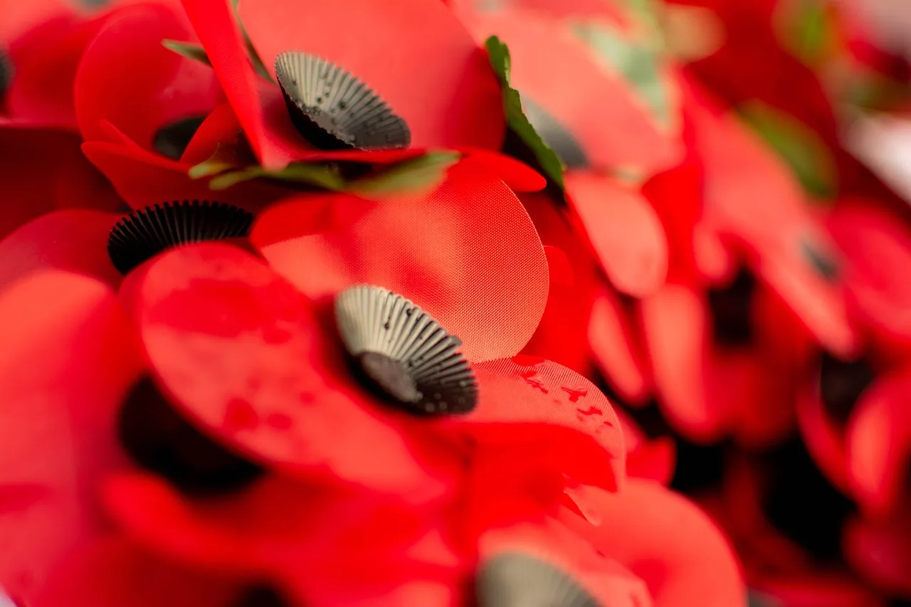 poppies, poppy, plastic poppy, remembrance, war, conflict, peace, remembrance day, day, armistice, red peace, red war, remembrance day, remembrance day, remembrance day, remembrance day, remembrance day. Canadian Remembrance Day Speeches Worth Reading Twice